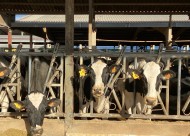 La Cooperativa Plana de Vic, juntament amb la cooperativa Vaquers d’Osona, denuncien que es paga la llet sota preu de cost