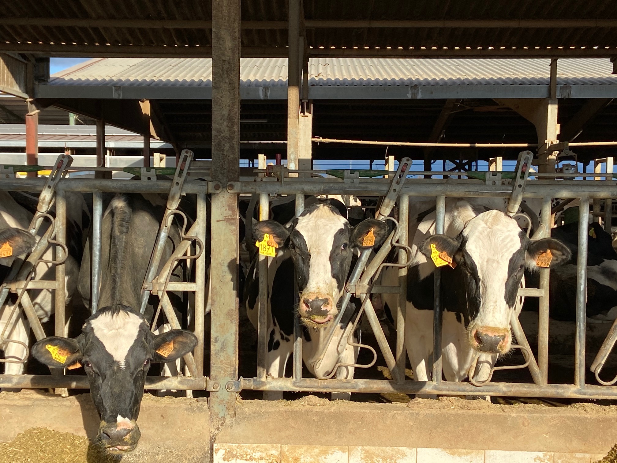 La Cooperativa Plana de Vic, juntament amb la cooperativa Vaquers d’Osona, denuncien que es paga la llet sota preu de cost